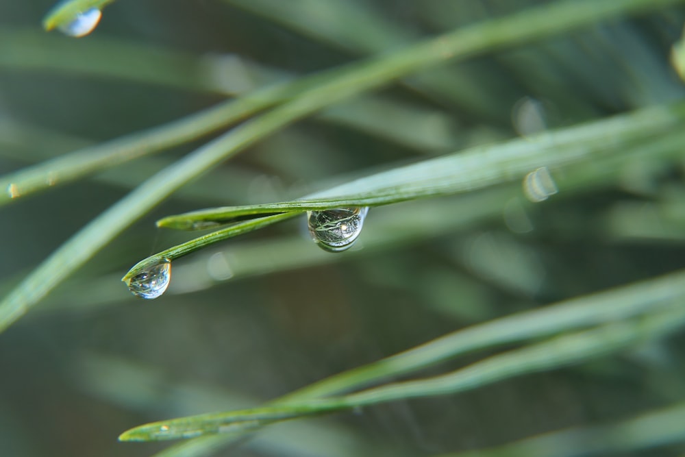 water droplets on a leaf