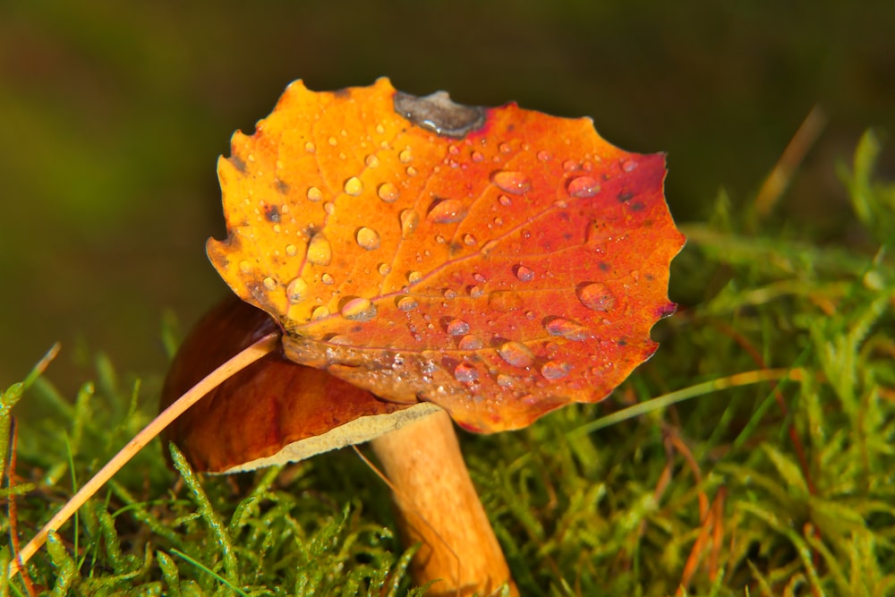 a close up of a mushroom