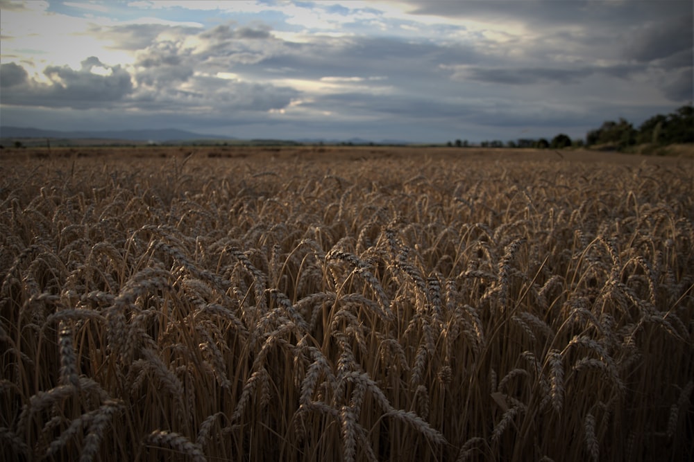 a field of wheat