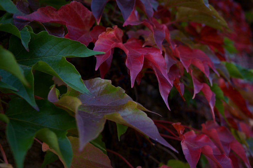 a group of colorful leaves