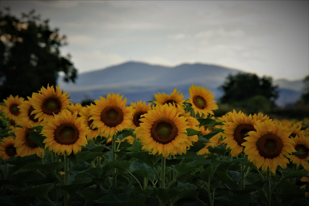 a field of sunflowers