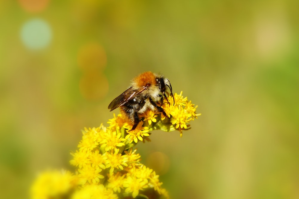 a bee on a flower