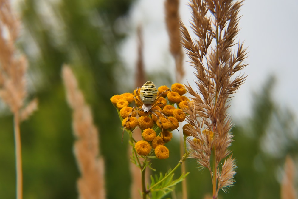 a bee on a flower