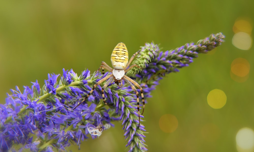 a bee on a flower