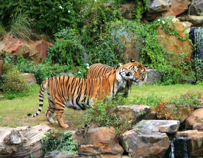 two tigers in a zoo exhibit