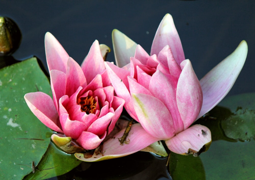 pink flowers on a lily pad