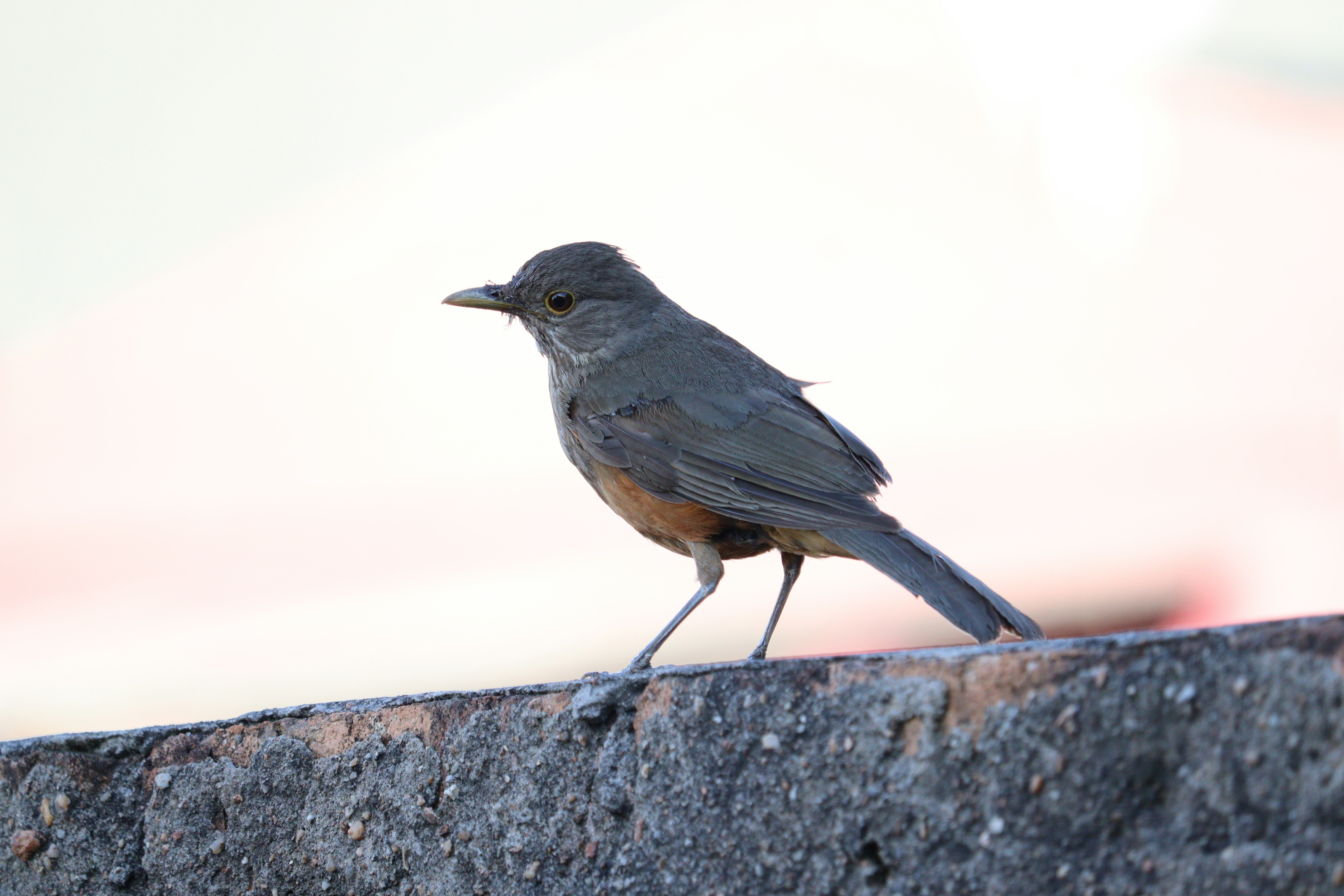 Photo by vladiargenta