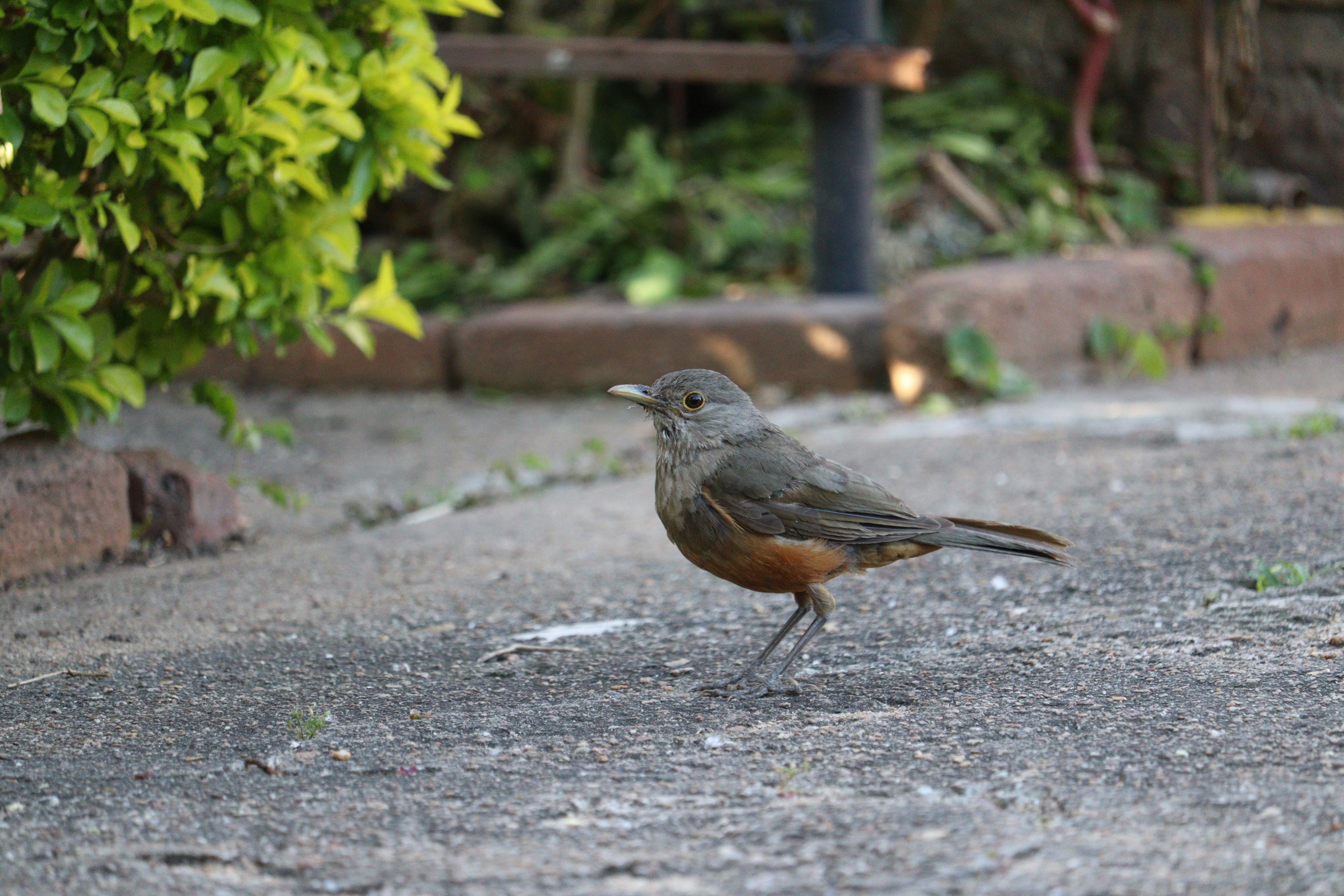 Photo by vladiargenta