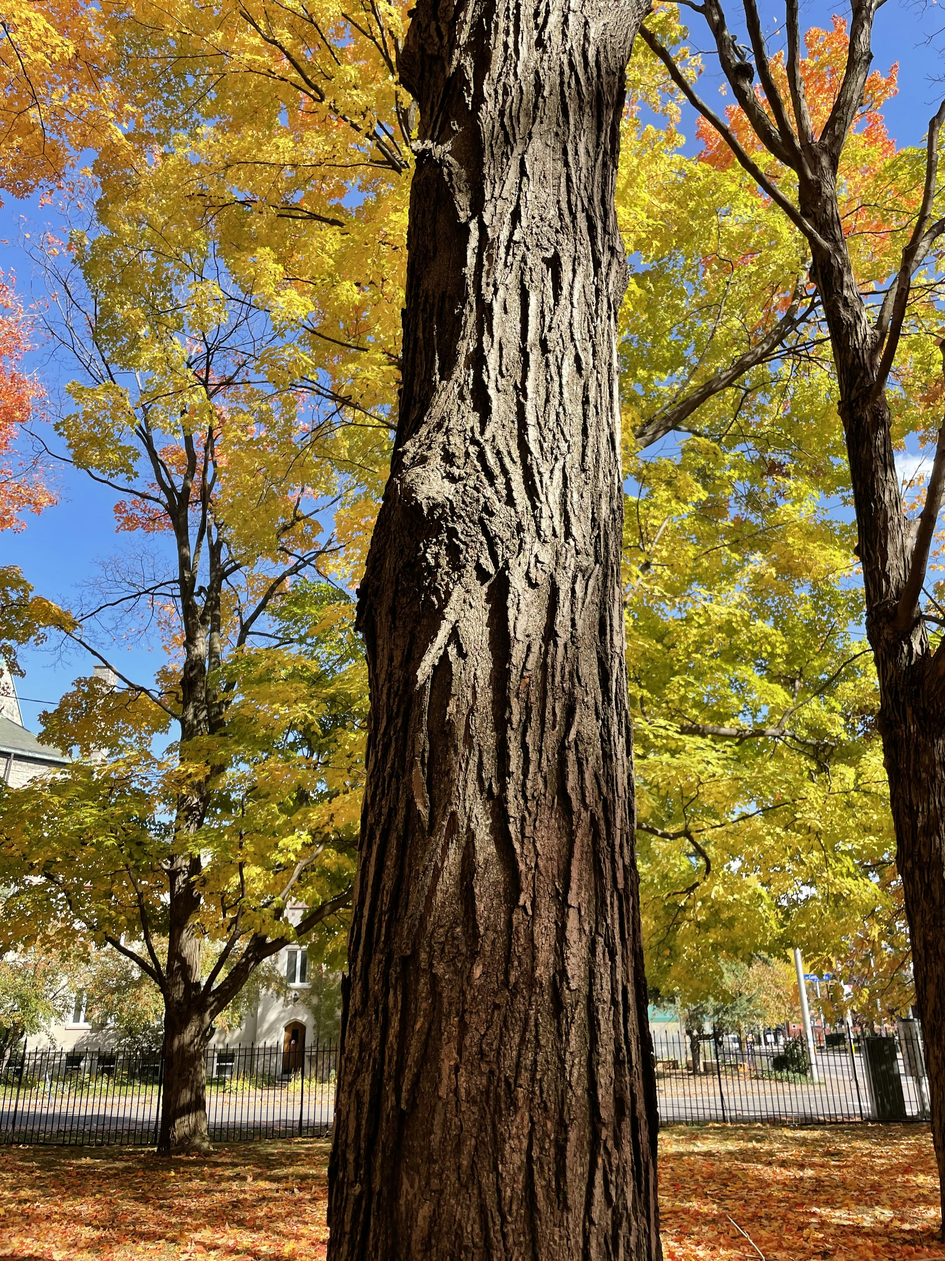 Photo by bhaskara999