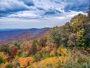 a landscape with trees and bushes
