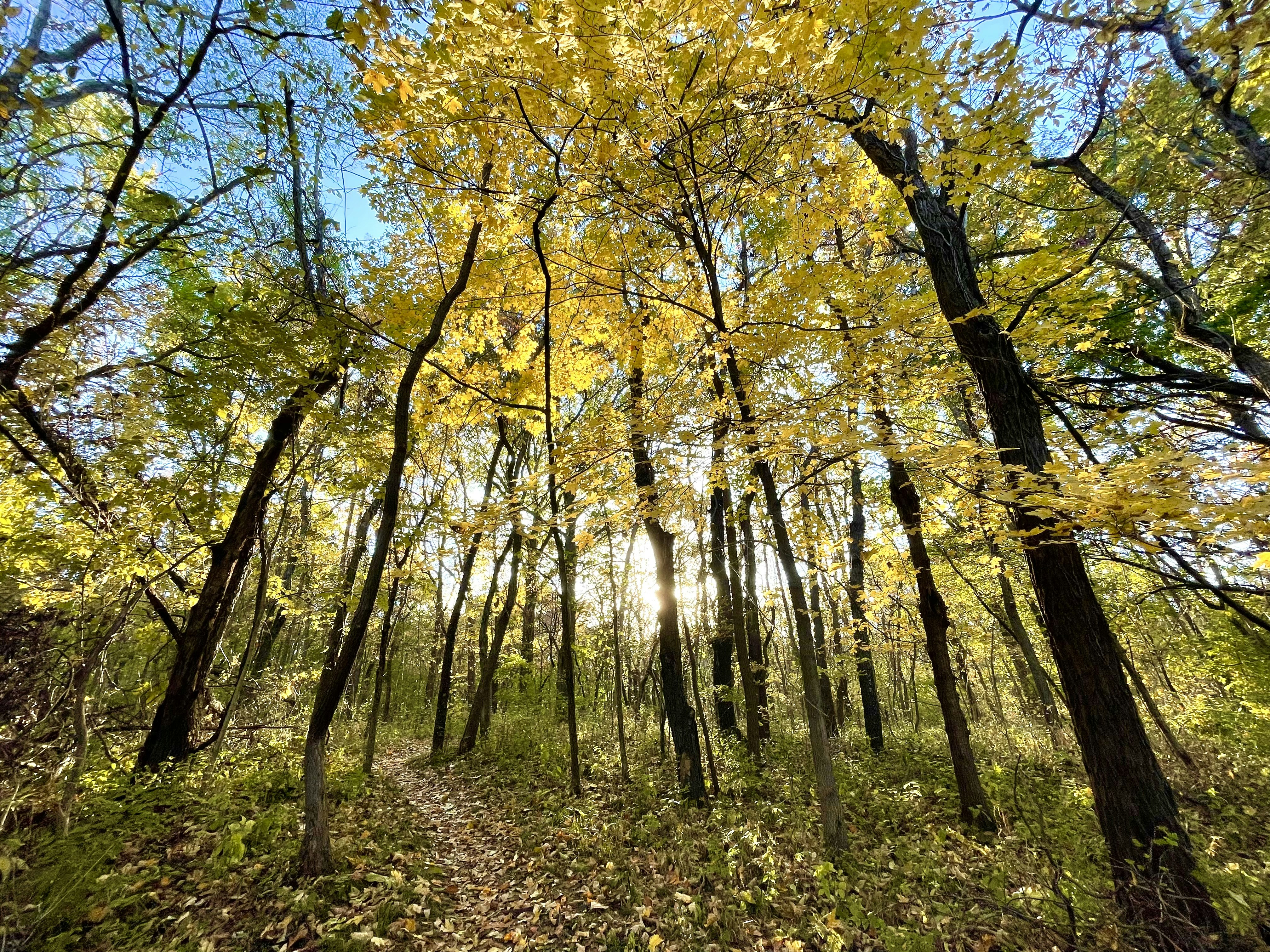 Fall forest