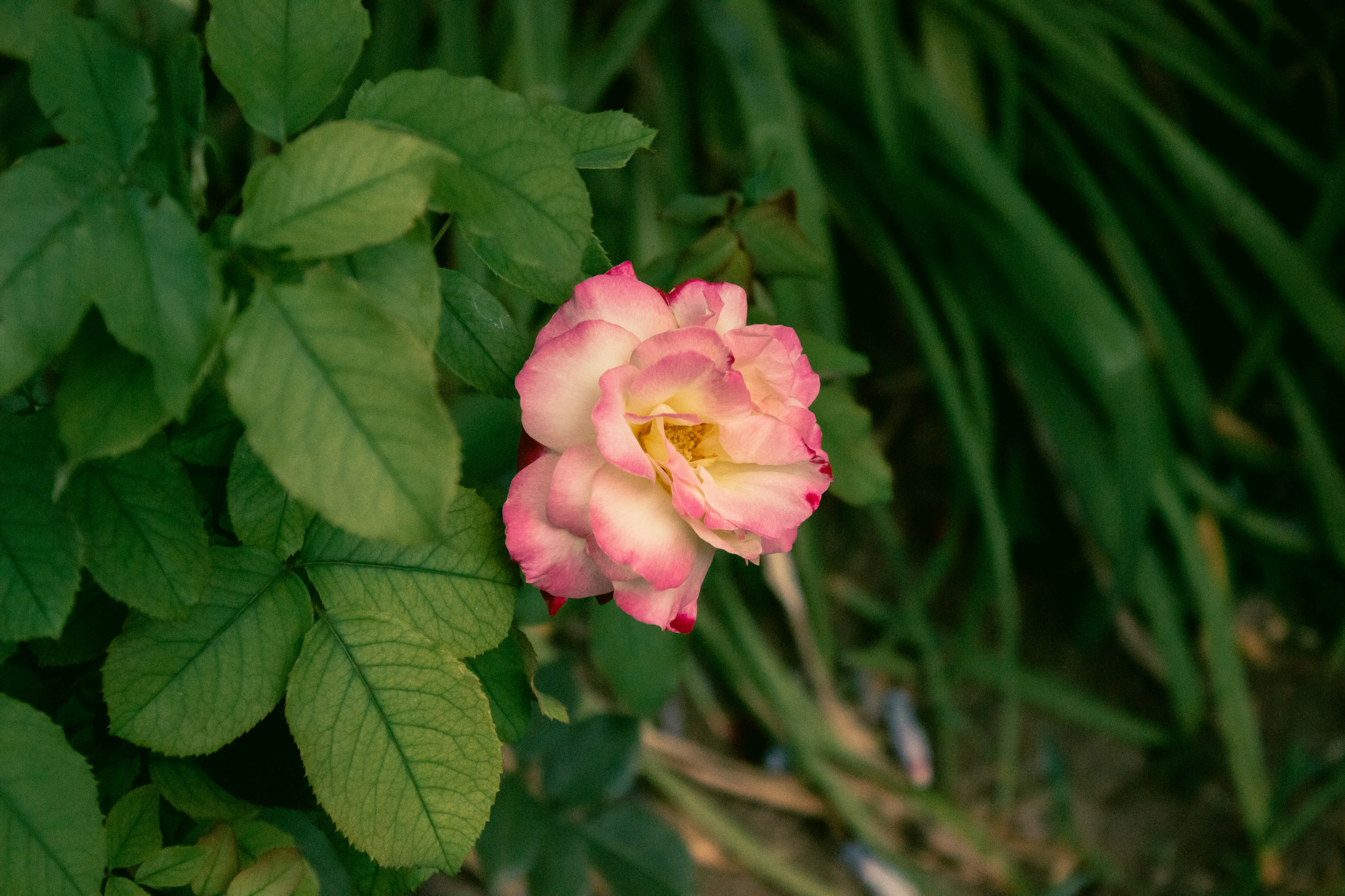 Photo by reanimatedmanx