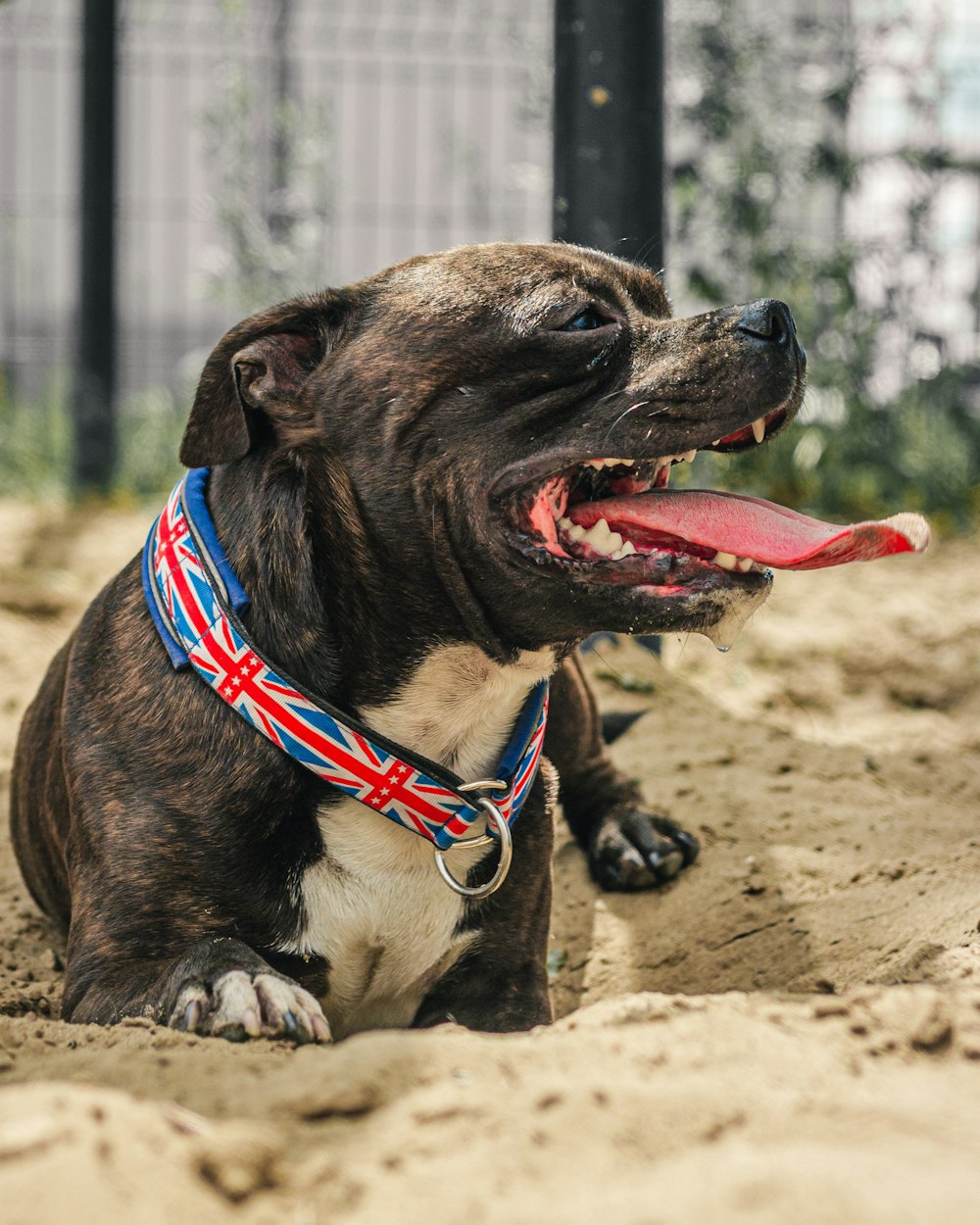 a dog with a red collar