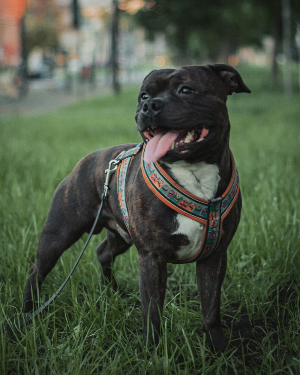 a dog wearing a vest