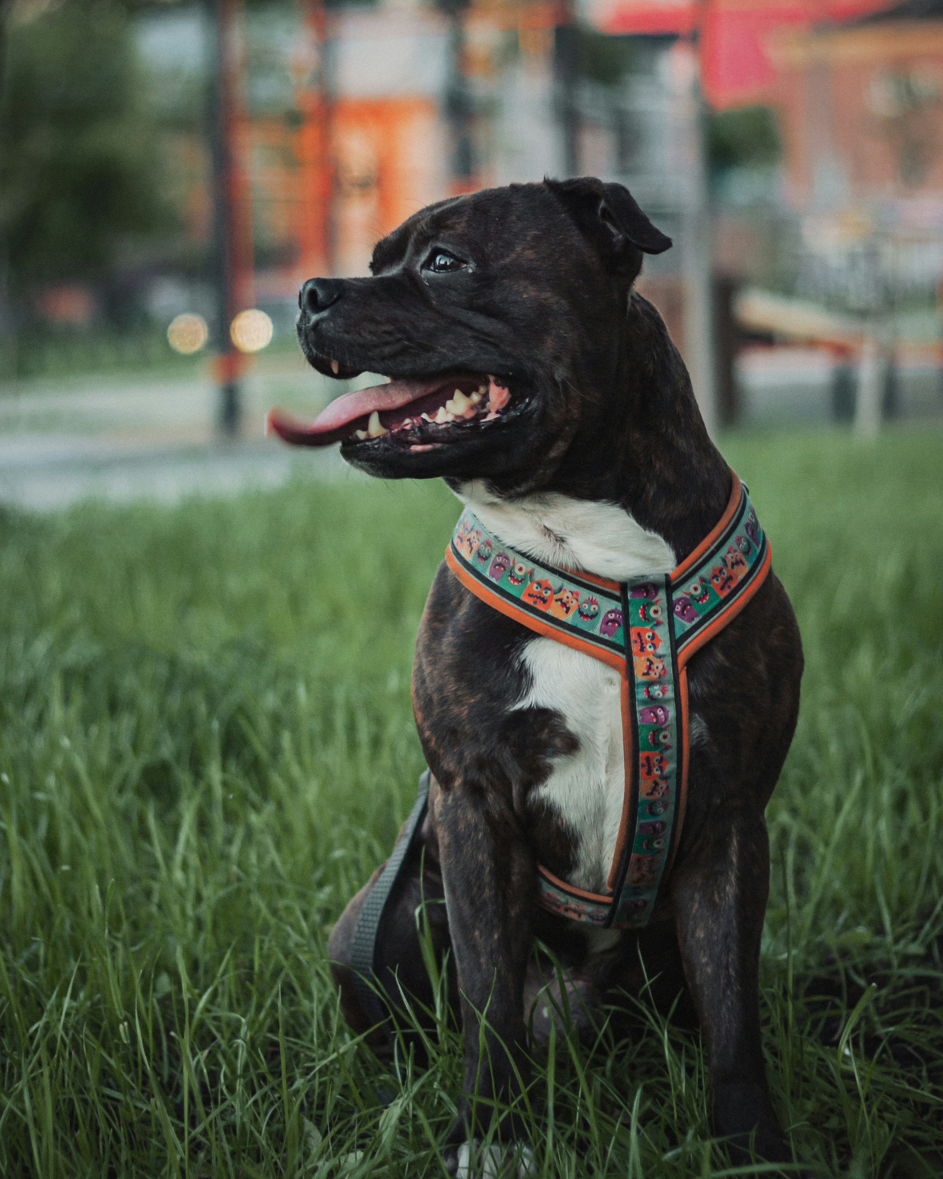 Ein Hund sitzt im Gras