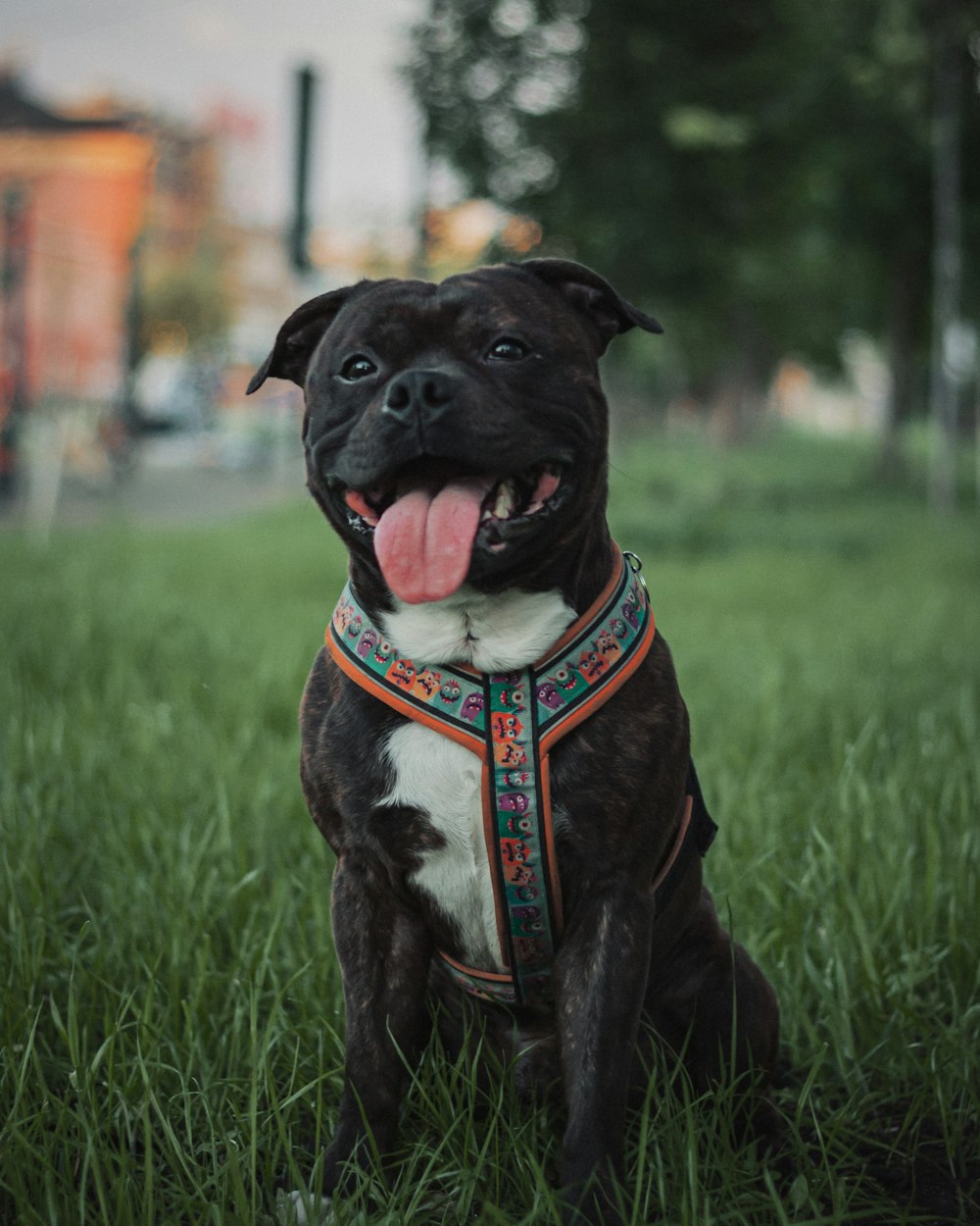 a dog sitting in the grass