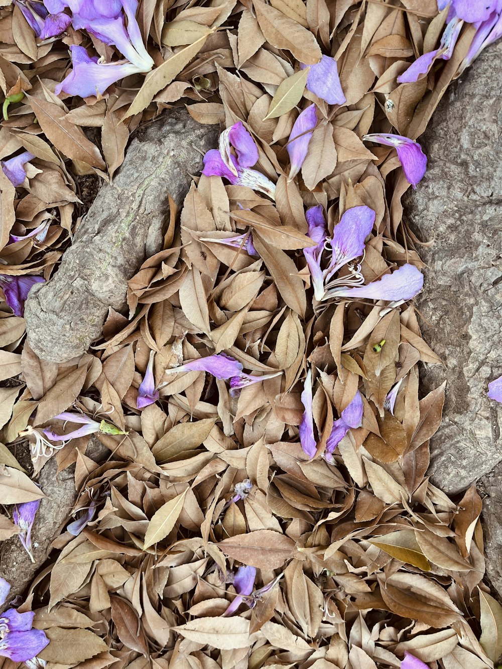 a pile of leaves