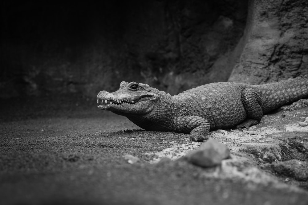 a lizard on a rock