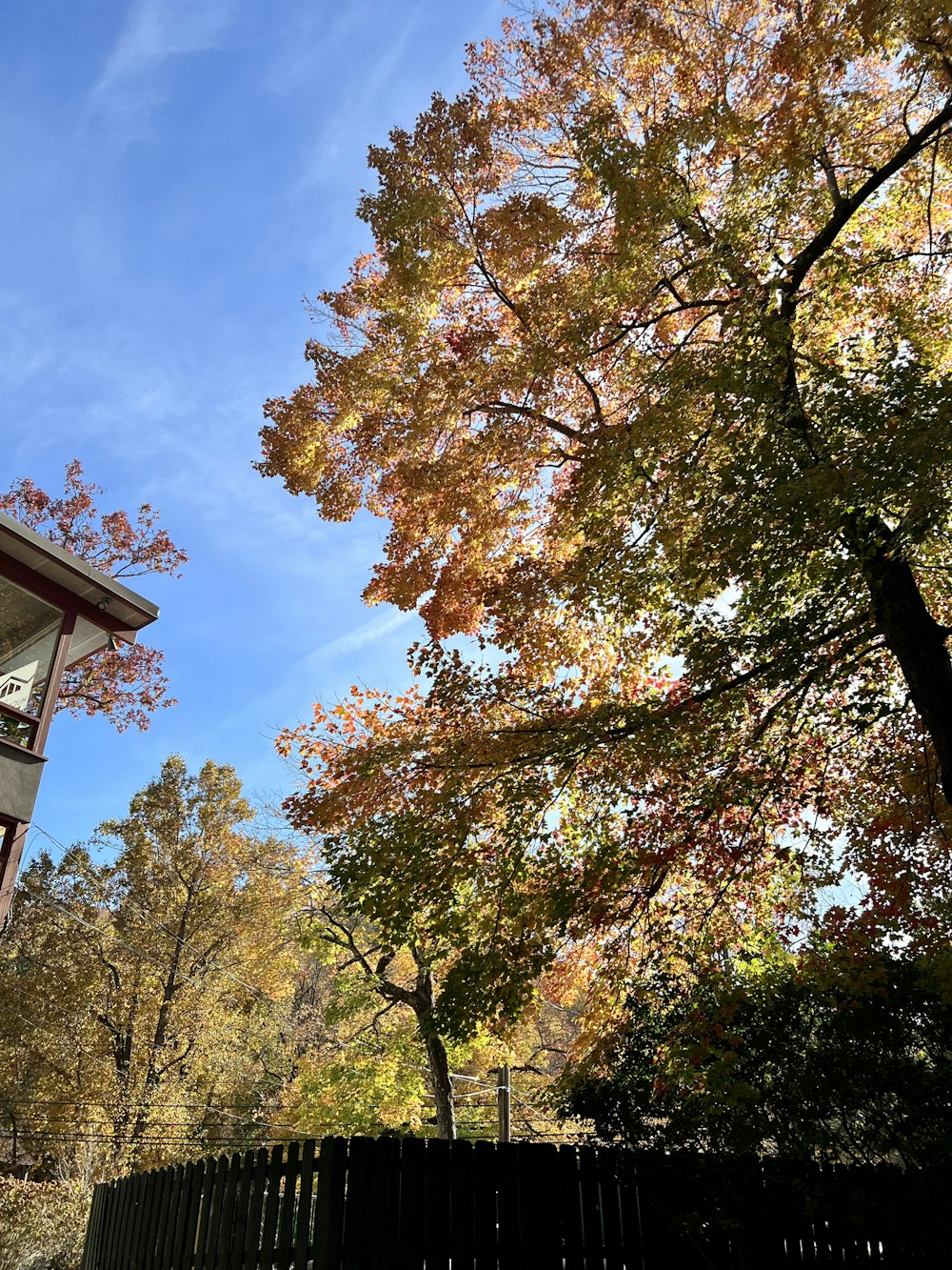 a group of trees with orange leaves