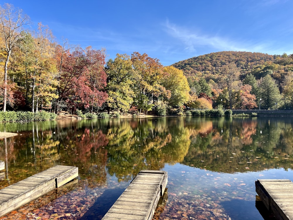 a body of water with trees around it