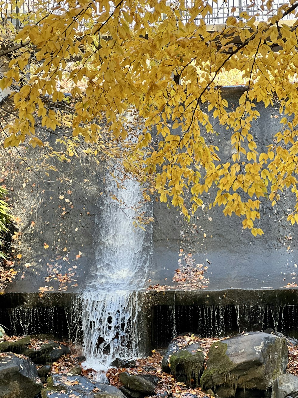 a waterfall with yellow leaves