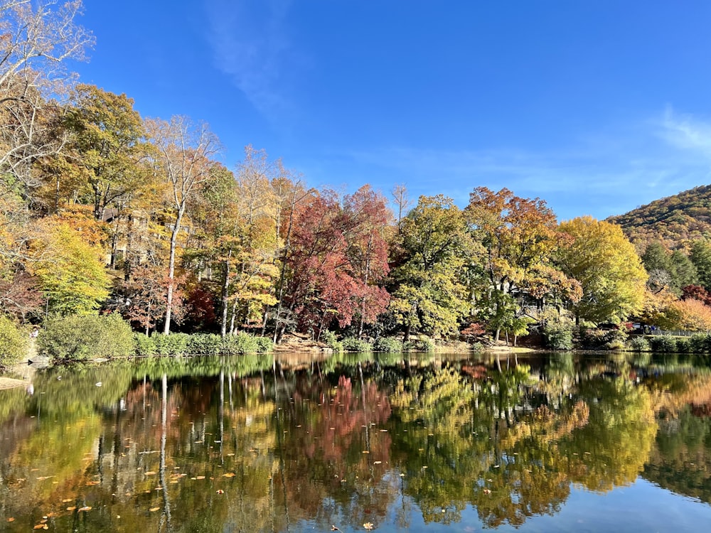 a body of water with trees around it