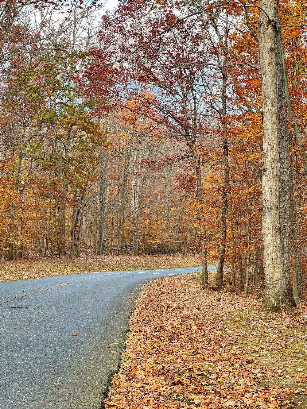 a road with trees on either side