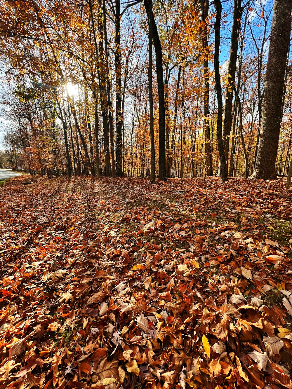Un bosque de hojas caídas