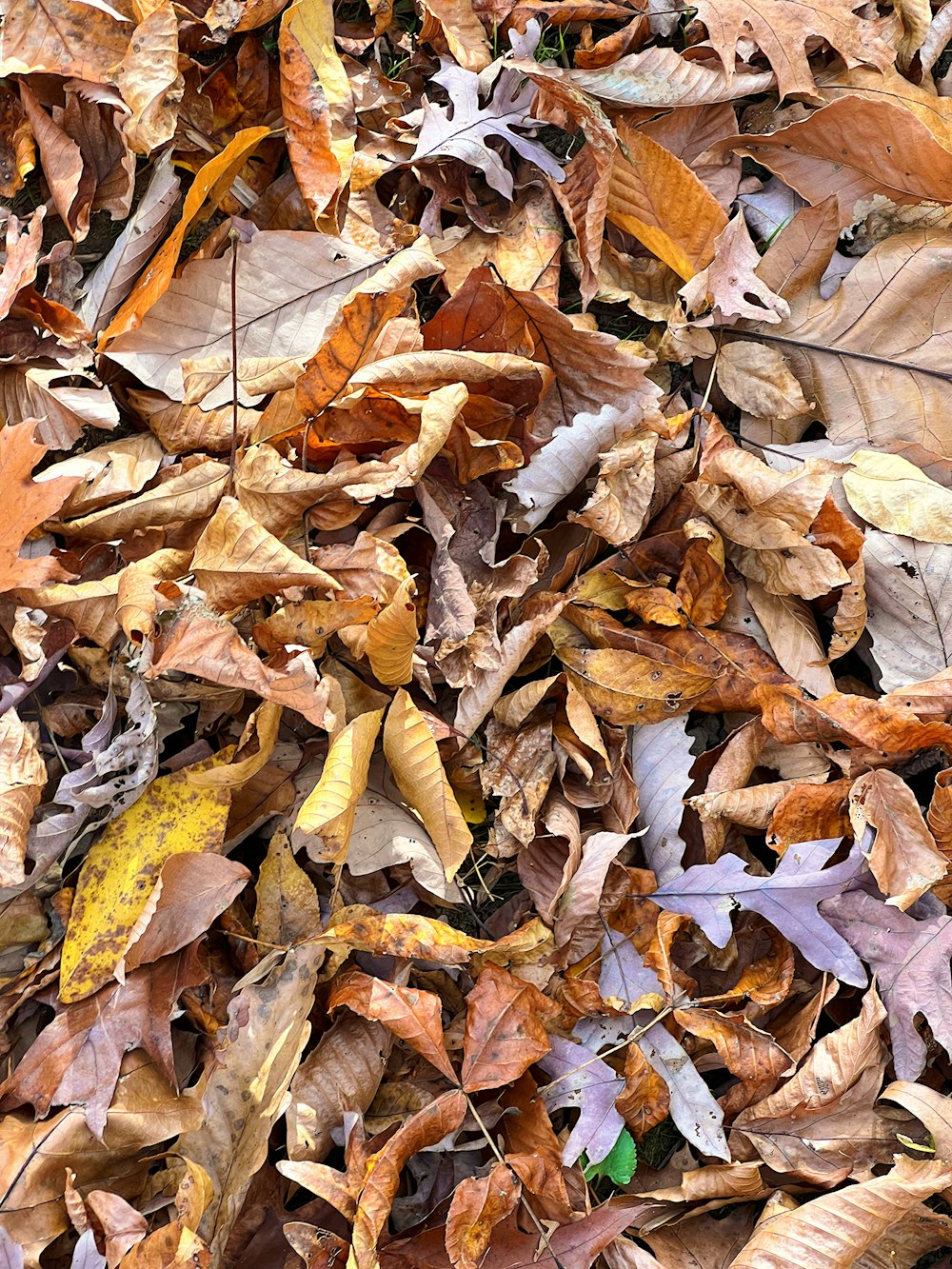 a pile of brown leaves