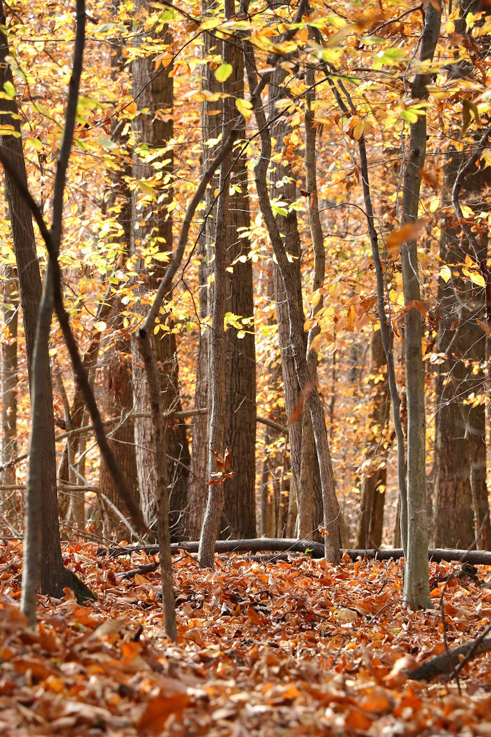 a forest with fallen leaves