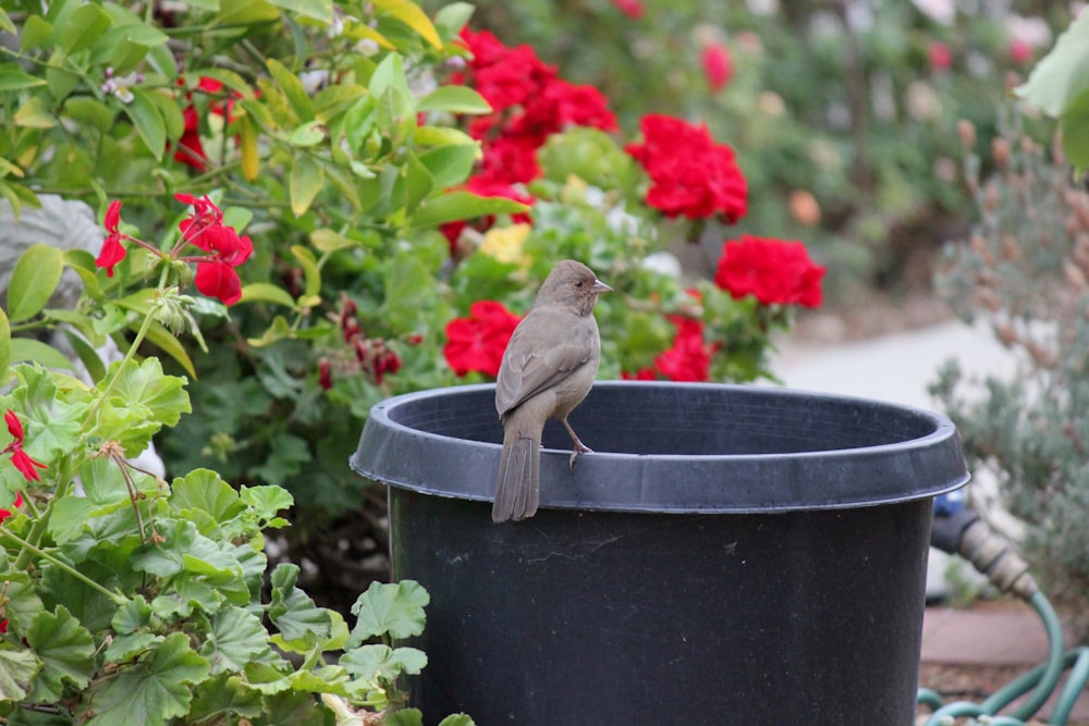 a bird sitting on a bird bath