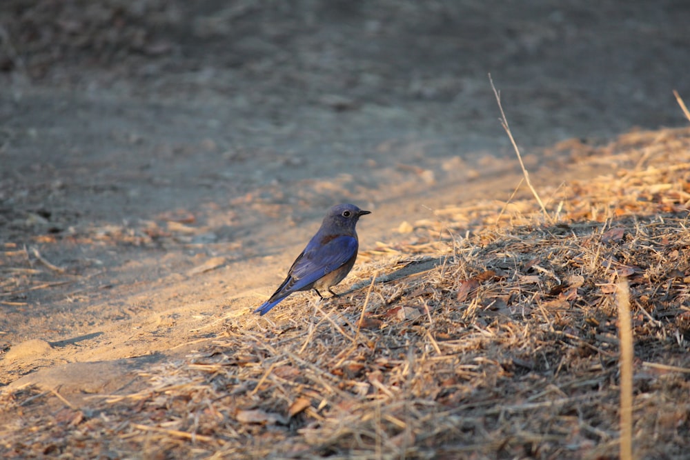 a small bird sits on the ground