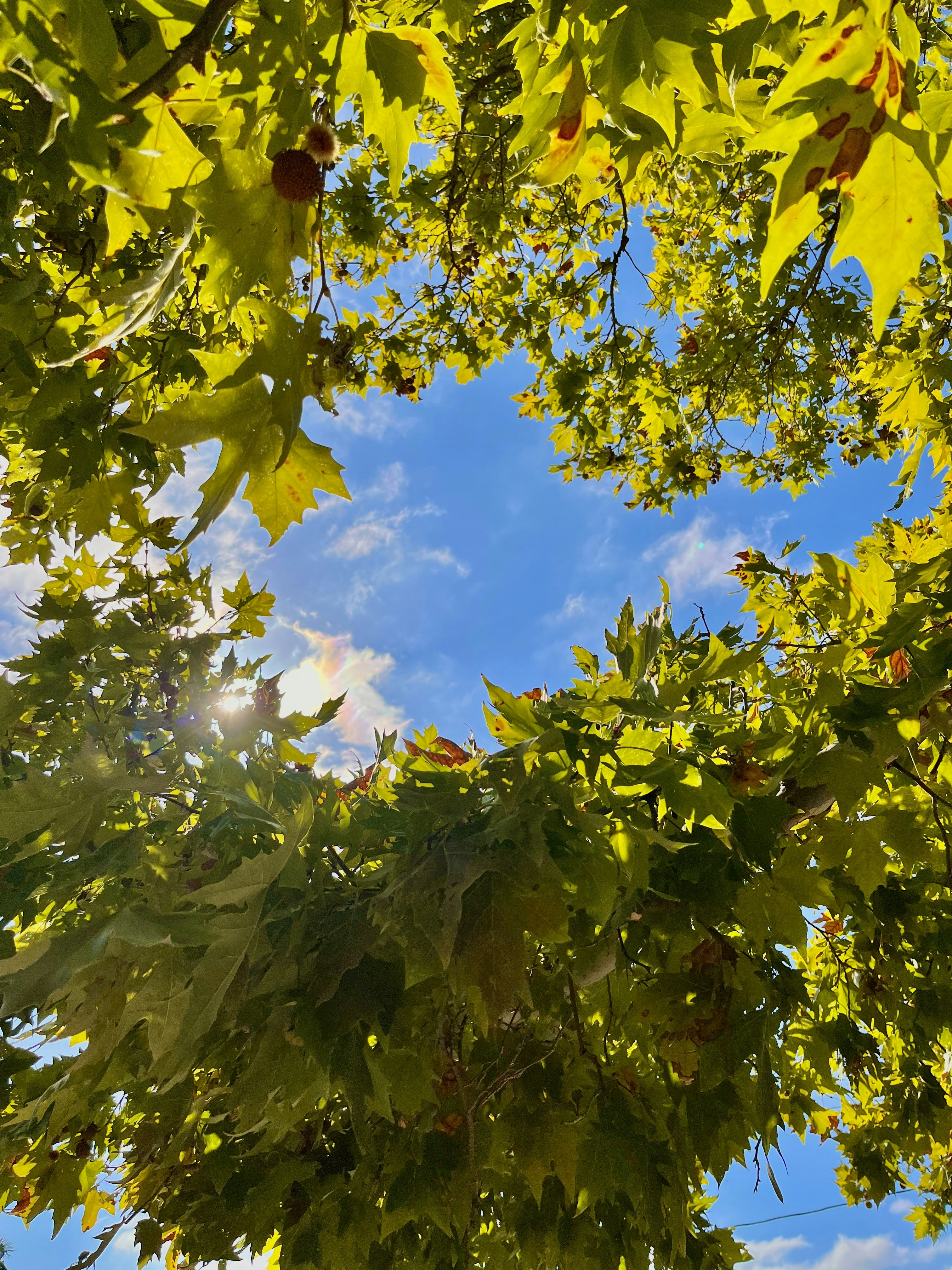 a tree with green leaves
