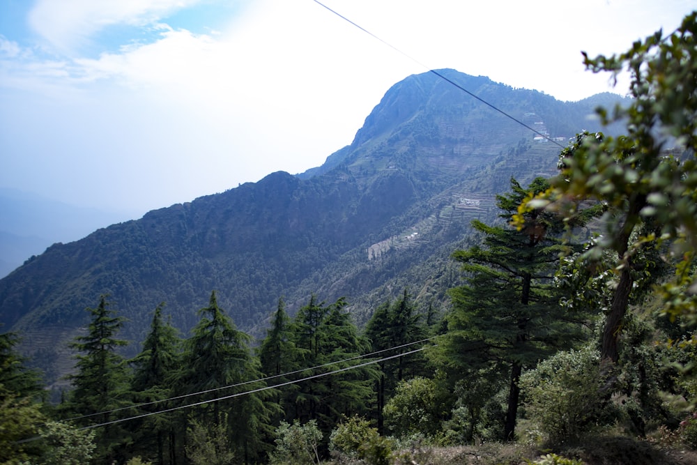 a mountain with trees and a road