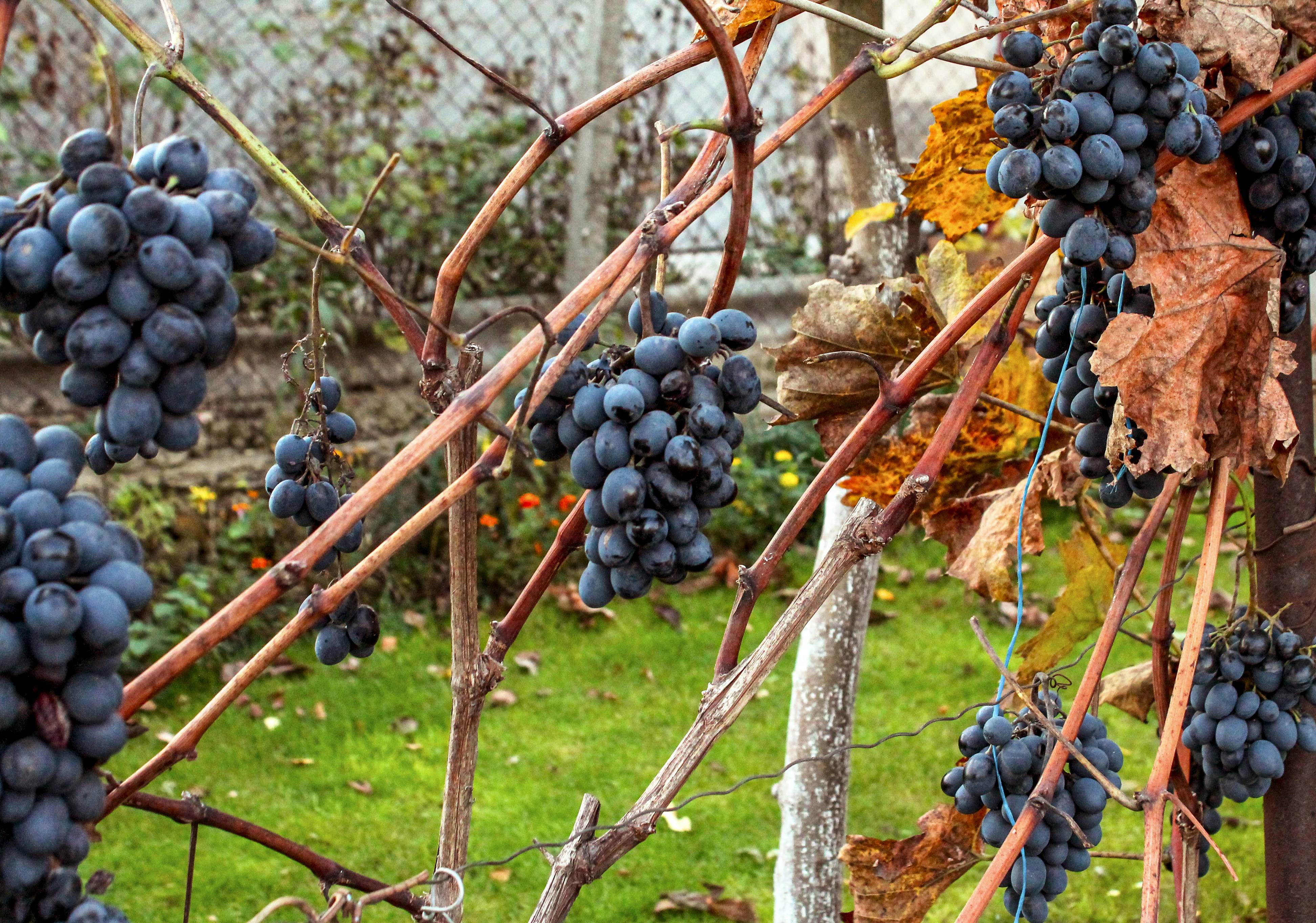 Photo by olgamusiichuck