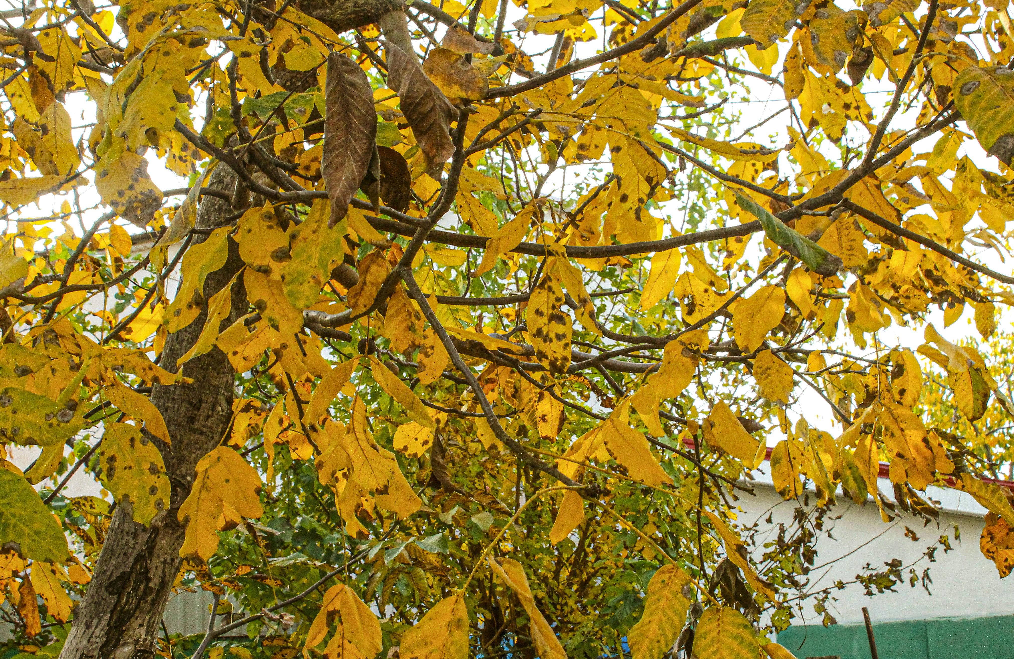 Photo by olgamusiichuck