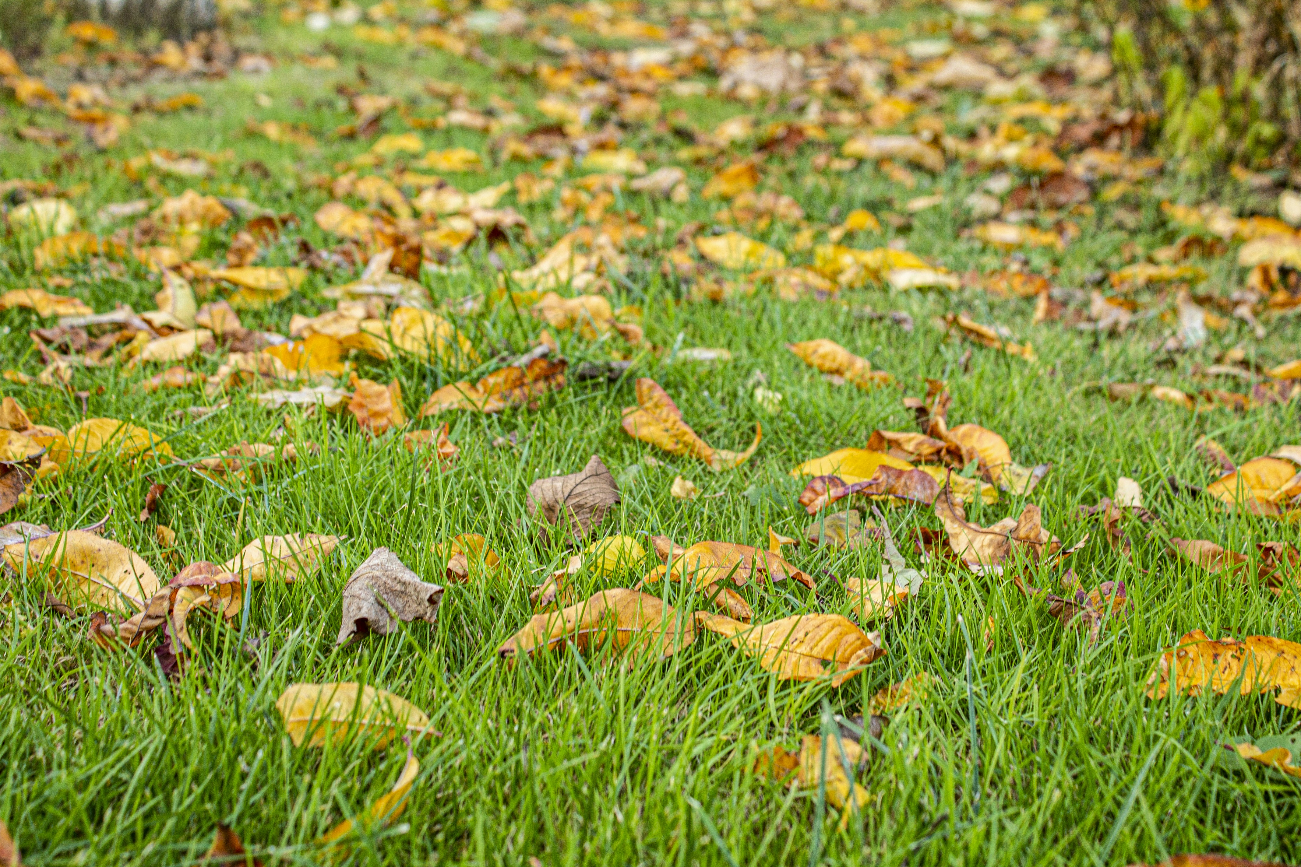 Photo by olgamusiichuck