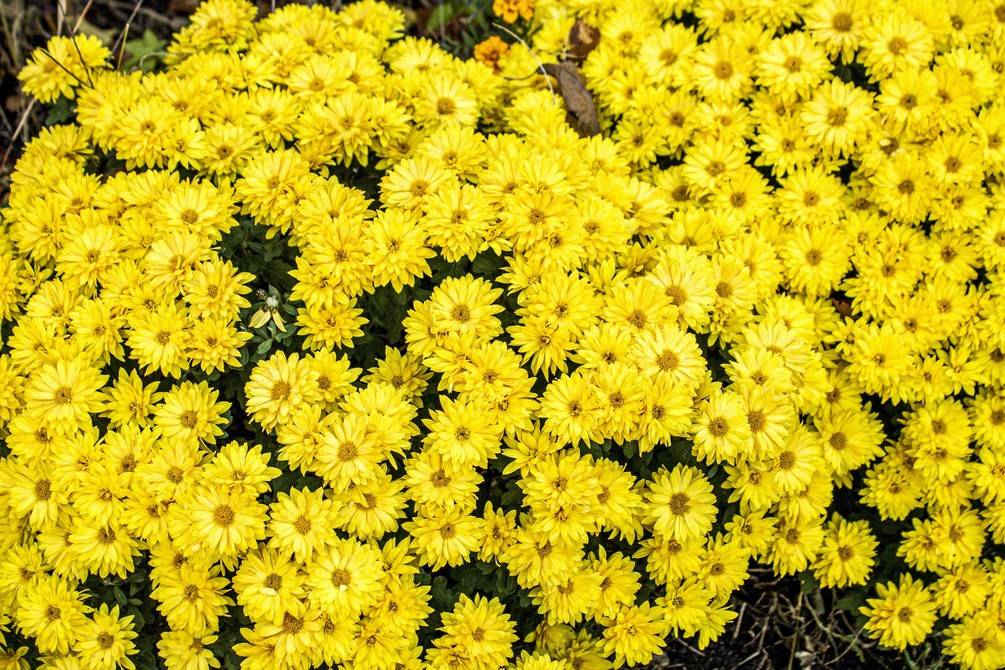 Photo by olgamusiichuck