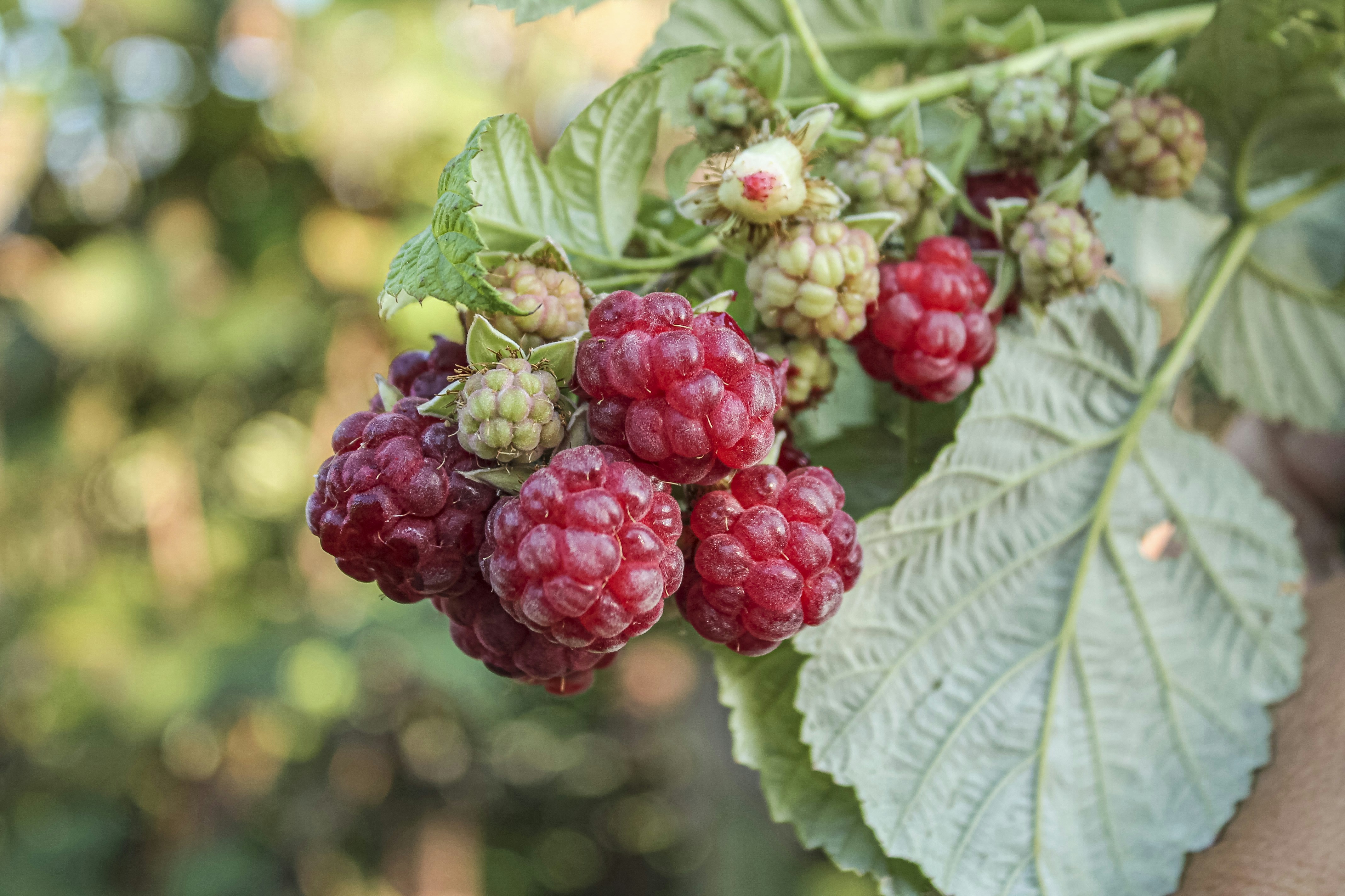 Photo by olgamusiichuck