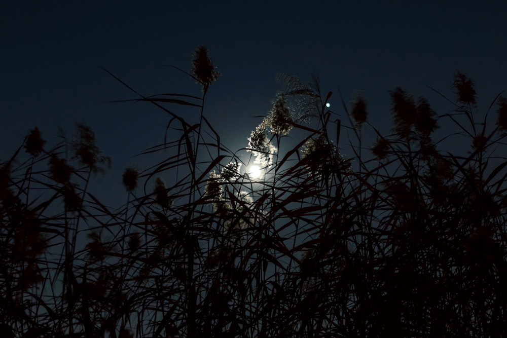 a group of plants with the moon in the background