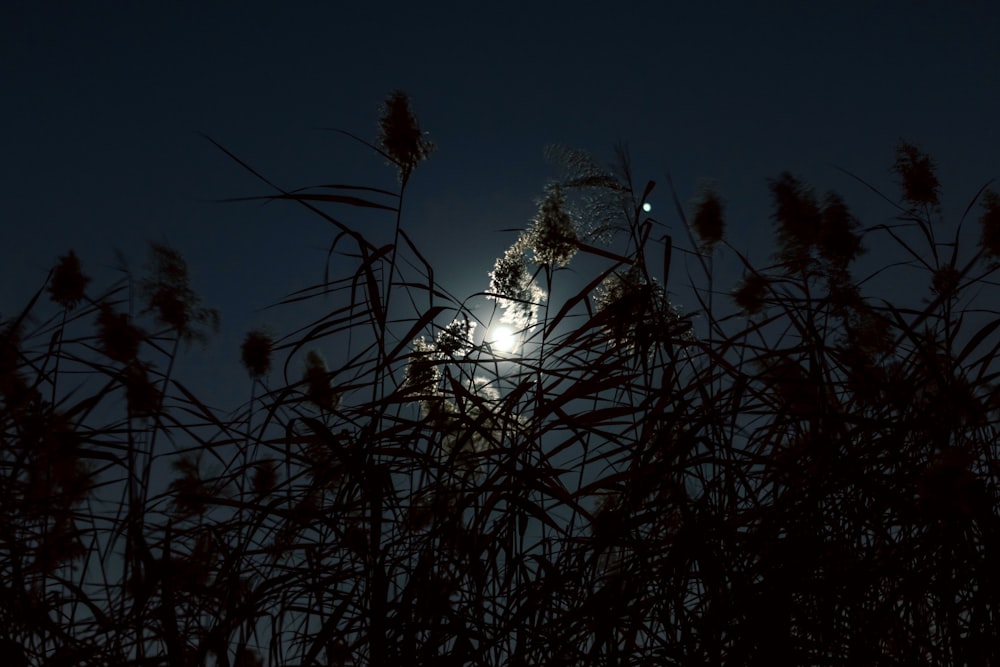 Un gruppo di piante con la luna sullo sfondo