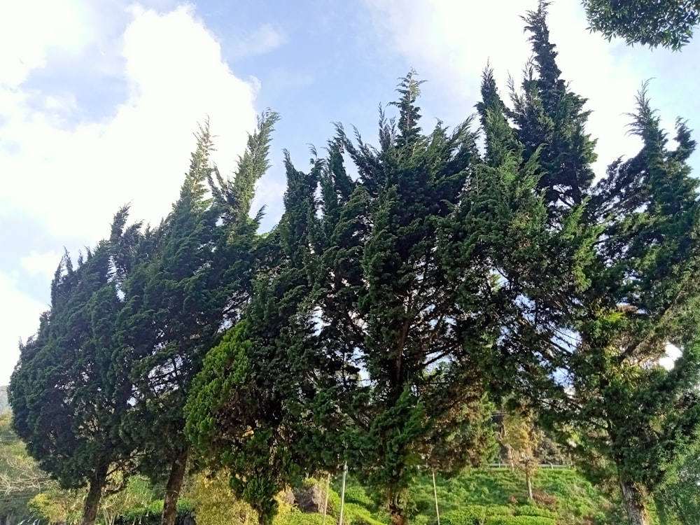 un gruppo di alberi