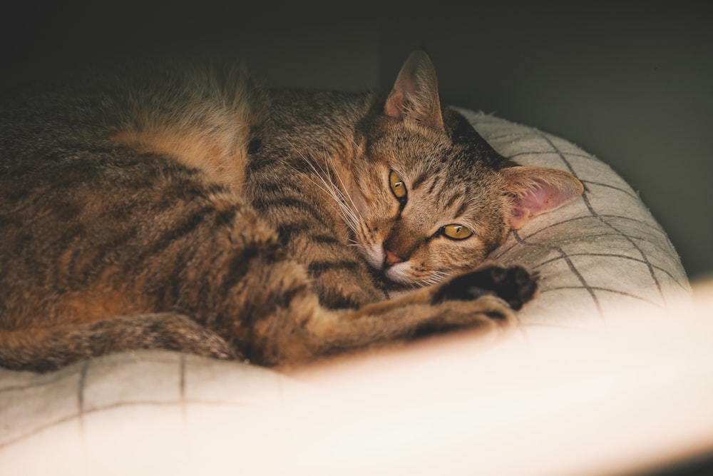 a cat lying on a bed