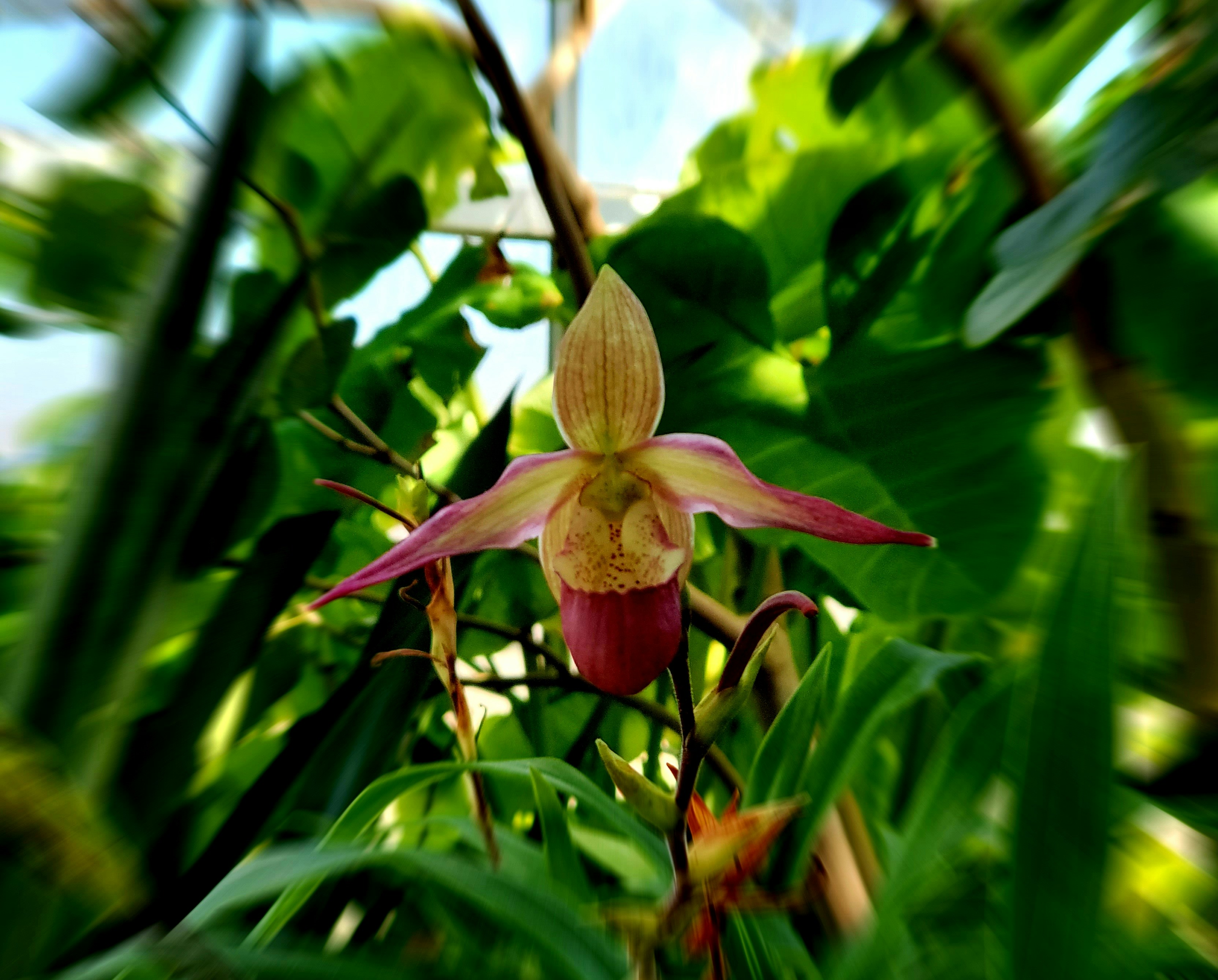 Пафіопедилум — Paphiopedilum insigne