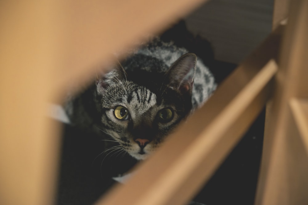 a cat looking through a hole in a wall