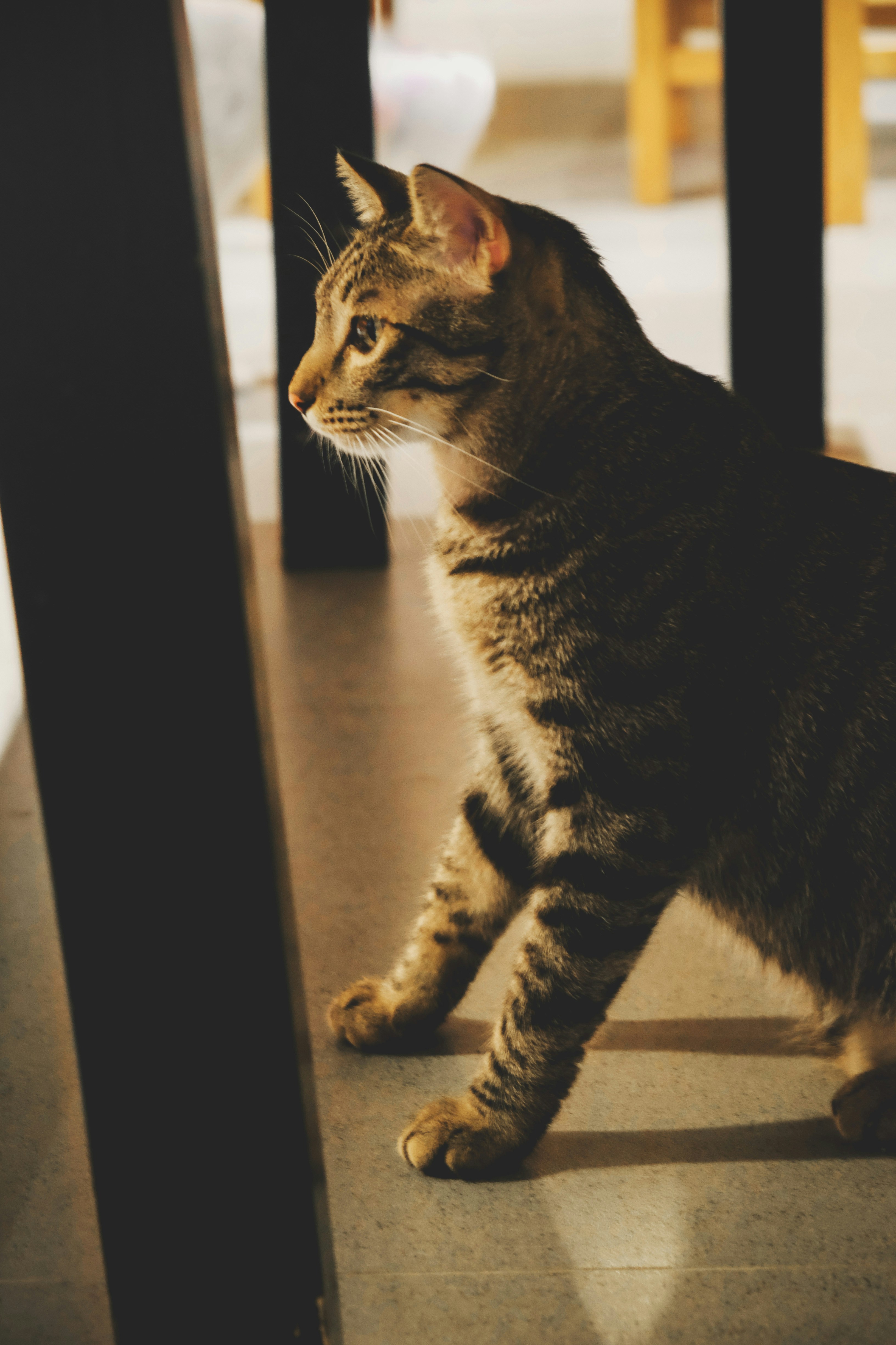 a cat walking on a tile floor