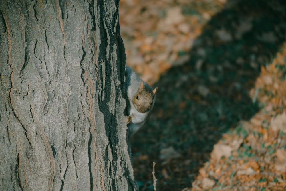 a small animal in a tree