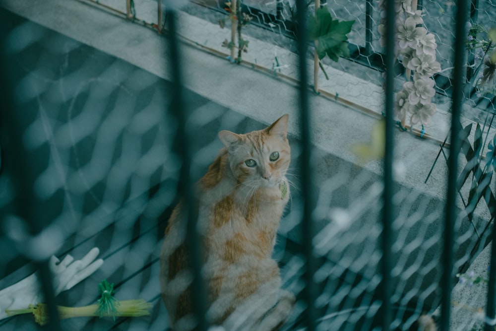 a cat sitting on a fence