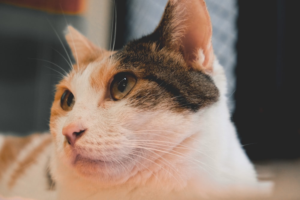 a cat with a human face