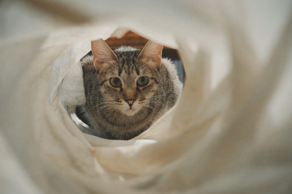 a cat in a hole